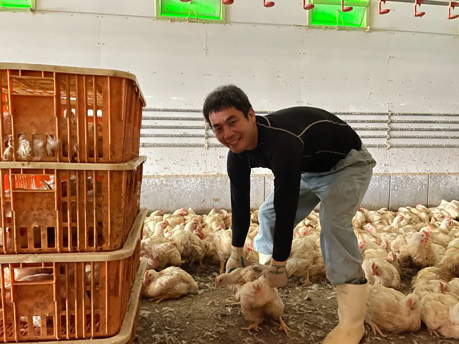 ブロイラーの出荷作業スタッフ